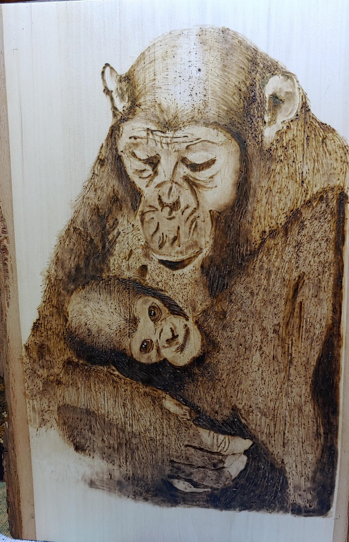 Chimpanzees