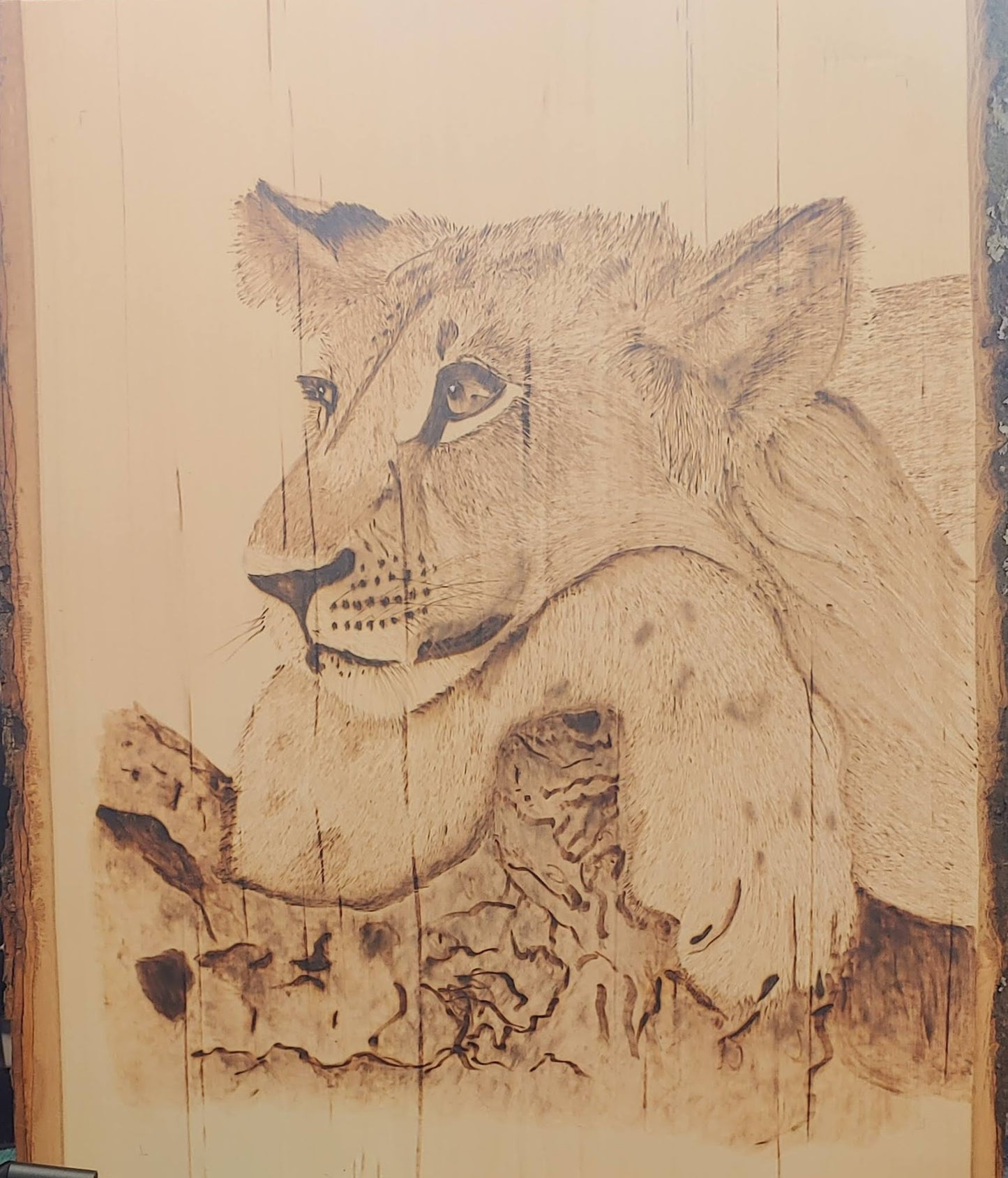 Lazy lion