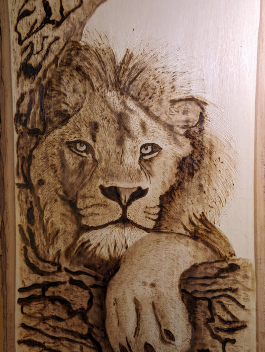 Lazy lion