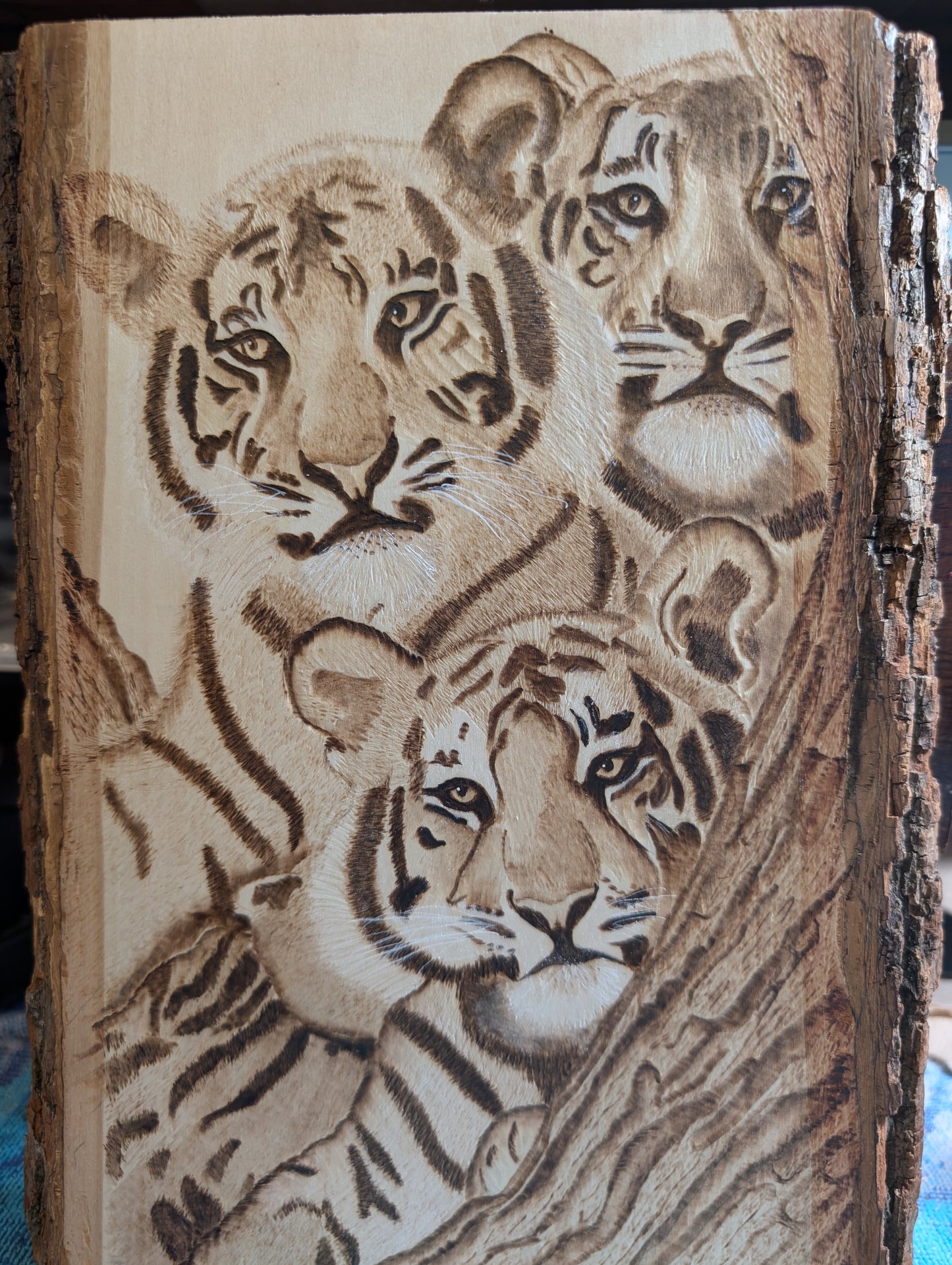 Tiger cubs